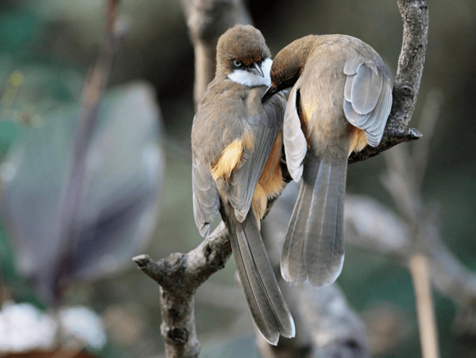 White-Throated Laughingthrush by Gururaj Moorching - La Paz Group