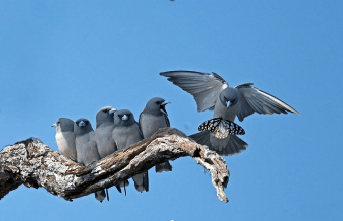 Ashy Woodswallows by Gururaj Moorching - La Paz Group