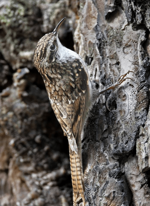 Bar-tailed Tree-Creeper by Gururaj Moorching - La Paz Group