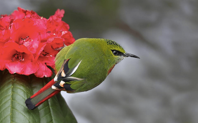 Fire-tailed Myzornis by Gururaj Moorching - La Paz Group