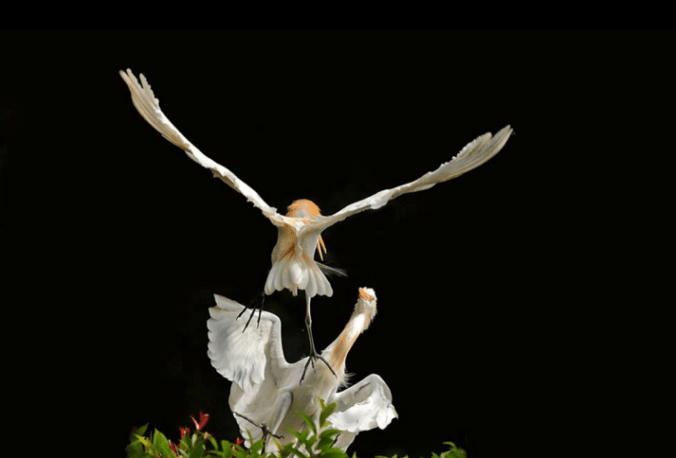 Cattle Egrets by Gururaj Moorching - La Paz Group