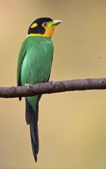 Long-tailed Broadbill by Gururaj Moorching - La Paz Group