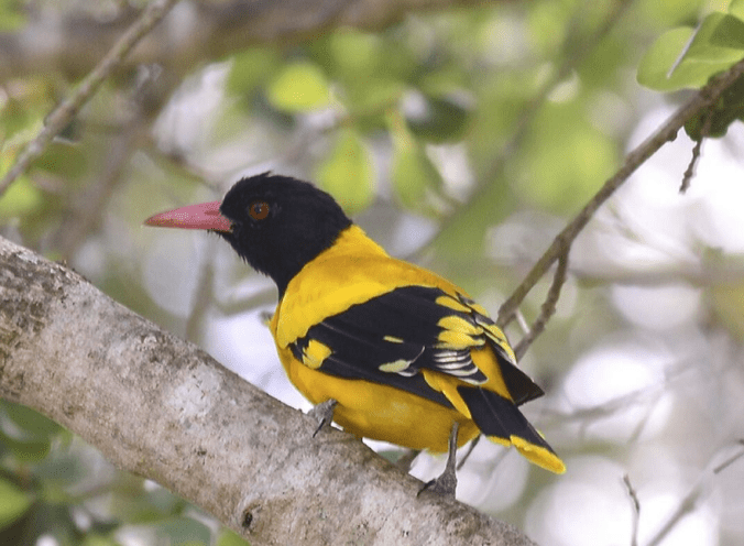 Black-hooded Oriole by Vijaykumar Thondaman - La Paz Group