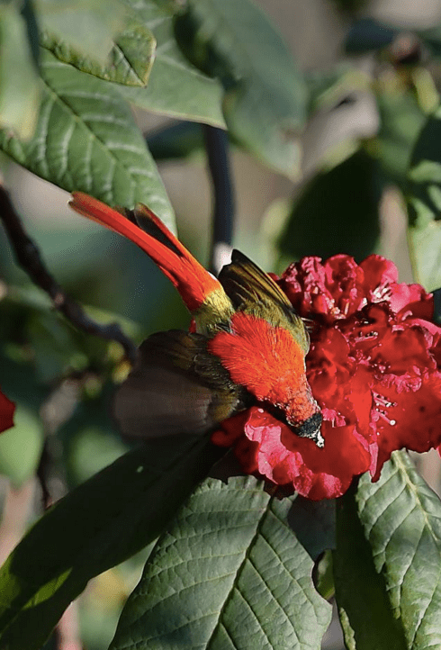 Fire-tailed Sunbird male by Gururaj Moorching - La Paz Group