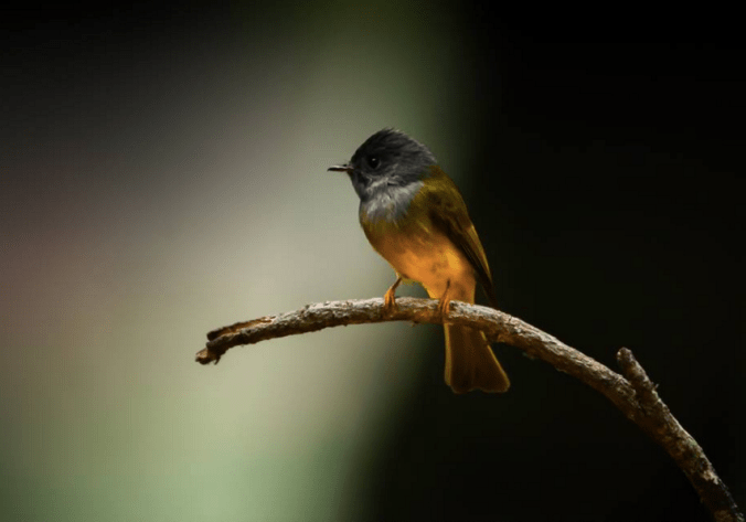 Grey-headed Canary-Flycatcher by Ramesh Desai - La Paz Group
