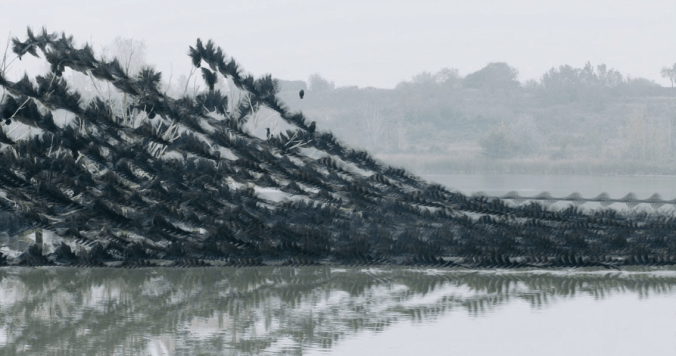 Great cormorants, Ibars Swamp, Catalonia (Courtesy of Xavi Bou)