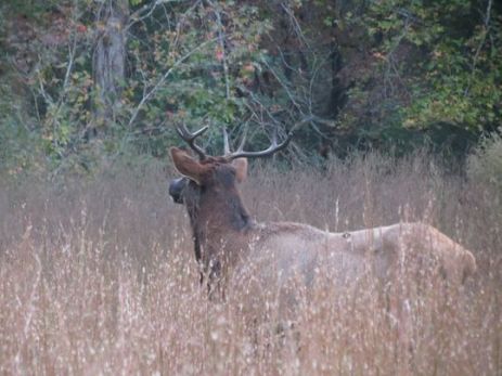 636129948116675648-elk-in-pickens-county-by-caleb-cassell