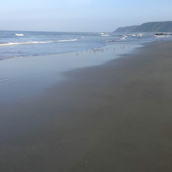 aarvlimorningwalkbirds