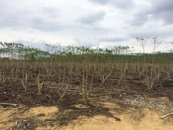 editedcoffee-2-a4cc5c0086970439b64868e5ed8bf6900cc61404-s1100-c85