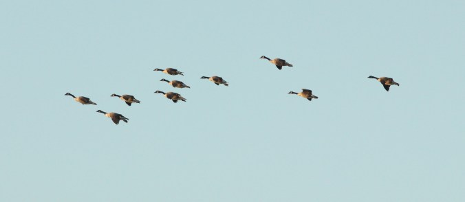 Canada Geese by Justin Proctor - La Paz Group