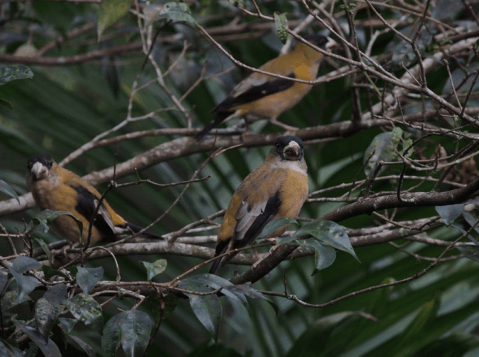Hooded Grosbeak by Daniel Aldana - La Paz Group
