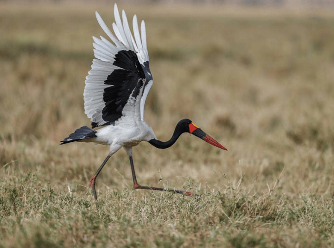 Saddle-billed Stork by Sudhir Shivaram - La Paz Group