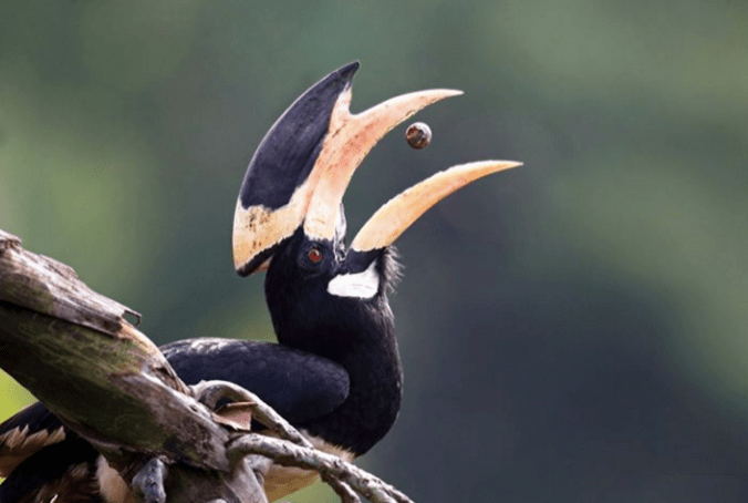 Malabar-Pied Hornbill by Gururaj Moorching - La Paz Group