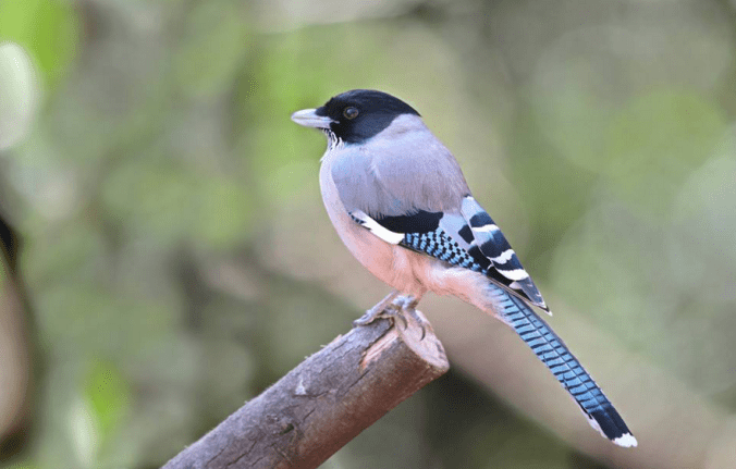 Black-headed Jay by Gururaj Moorching - La Paz Group