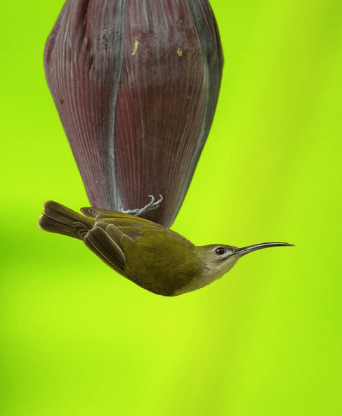 Little Spiderhunter by Sudhir Shivaram - La Paz Group