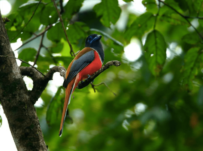 Malabar Trogon by Sudhir Shivaram - La Paz Group