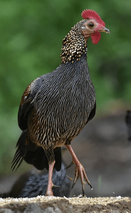 Grey Junglefowl by Vijaykumar Thondaman - La Paz Group