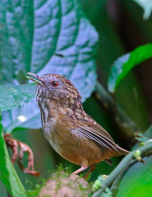 Streaked Wren Babbler by Gururaj Moorching - La Paz Group