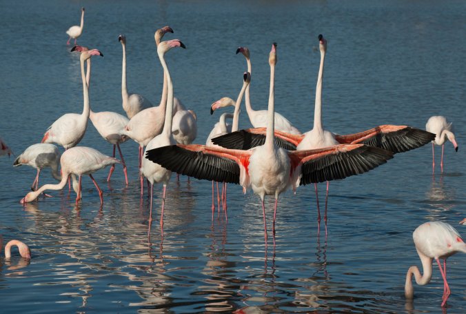29OBSFLAMINGOS-superJumbo (1).jpg