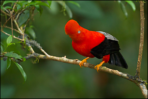 andean20cock-of-the-rock20-2001