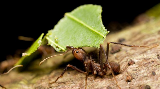 leaf-cutter-ants_wide-6b7093087f0ce34d72d51f5eebb34ebc9db81df7-s1100-c85