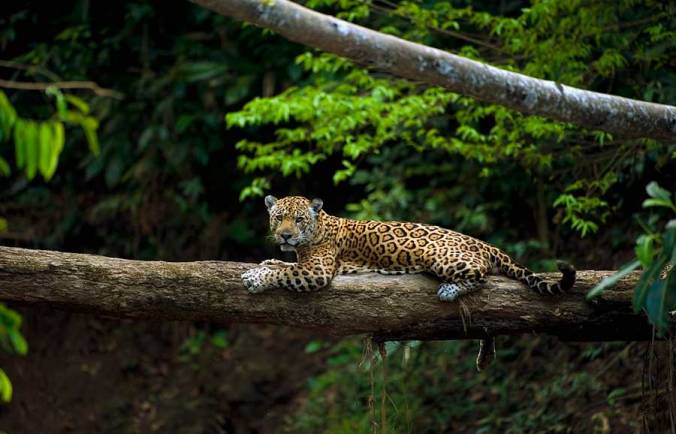 manu-national-park-manu-jungle-trips-5