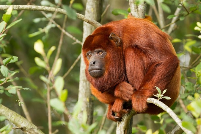 red-howler-monkey