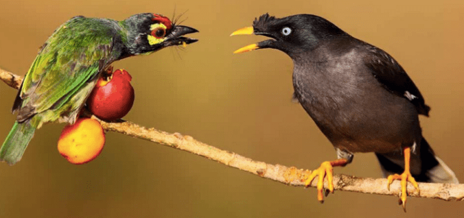 Coppersmith Barbet and Jungle Myna by Gururaj Moorching - La Paz Group
