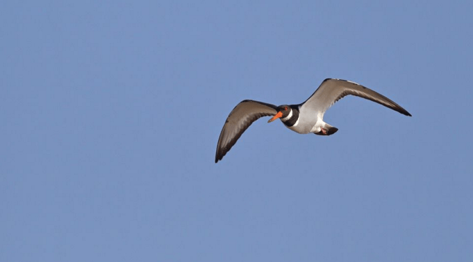 Oyster Catcher by Gururaj Moorching - La Paz Group