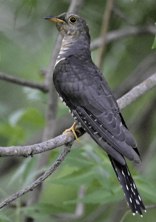 Lesser Cuckoo by Vijaykumar Thondaman - La Paz Group