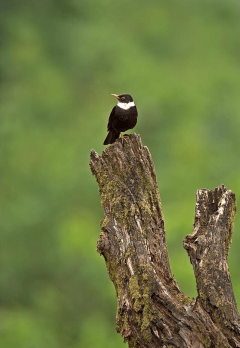 White-collared Blackbird by Dr. Eash Hoskhote - La Paz Group
