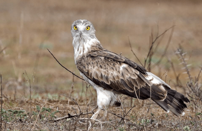 Short-toed Snake Eagle by Gururaj Moorching - La Paz Group