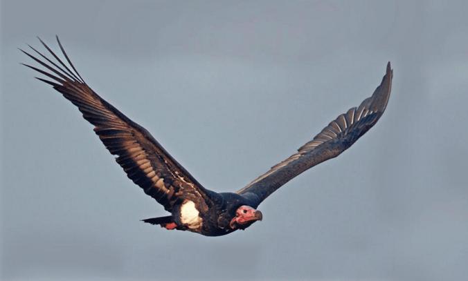 Asian King Vulture by Gururaj Moorching - La Paz Group
