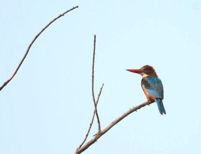  White-breasted Kingfisher by Puneet Dhar - La Paz Group
