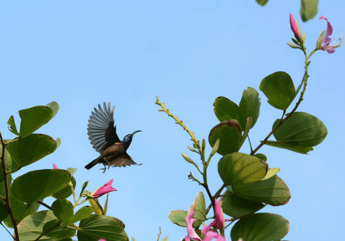 Purple-rumped Sunbird by Puneet Dhar - La Paz Group