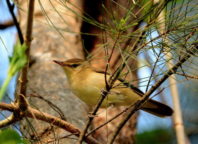Clamorous Reed Warbler by Puneet Dhar - La Paz Group