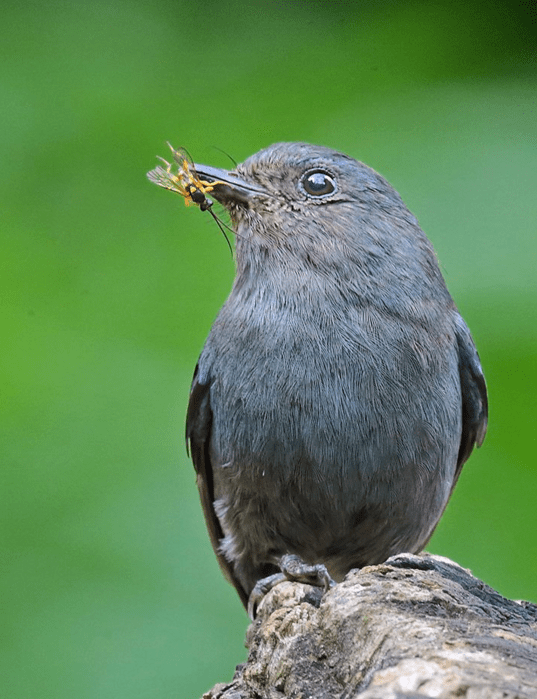 Nilgiri Flycatcher by Gururaj Moorching - La Paz Group
