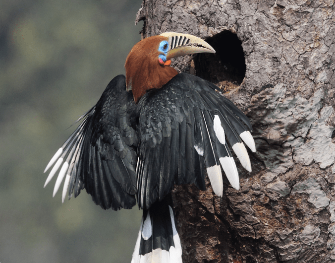 Rufous-necked Hornbill by Gururaj Moorching - La Paz Group
