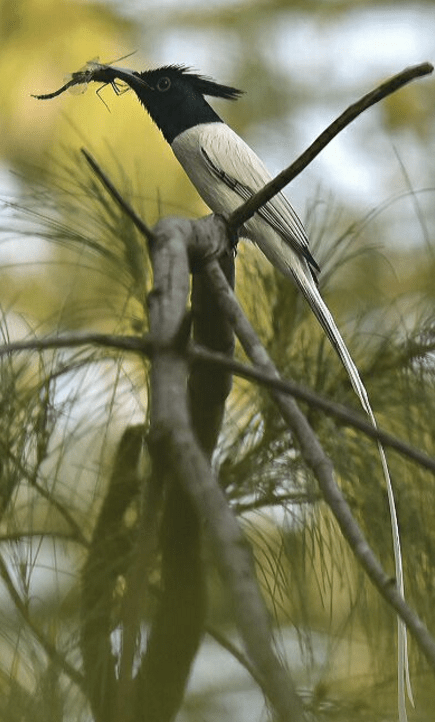 Asian Paradise-Flycatcher by Vijaykumar Thondaman - La Paz Group