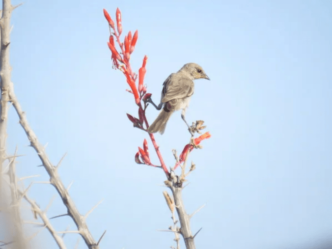 Verdin by Seth Inman - Organikos