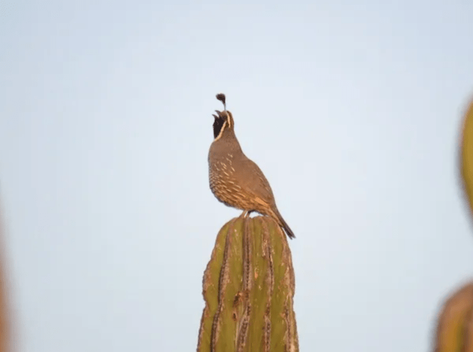 California Quail by Seth Inman - Organikos