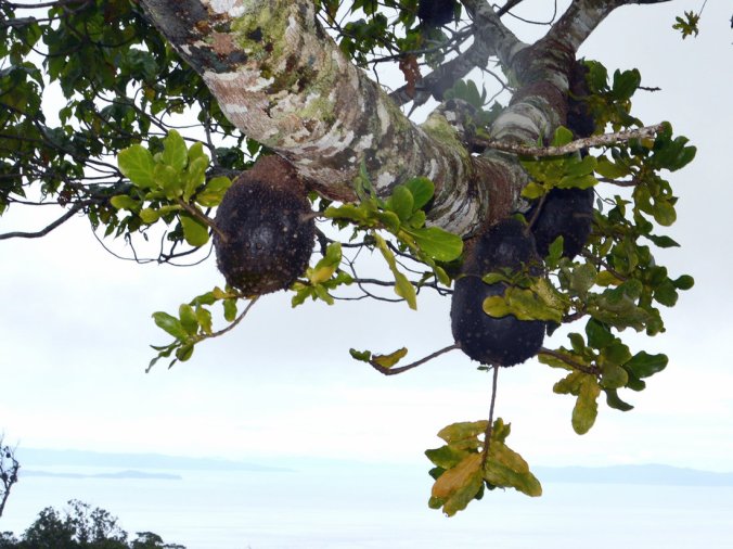 squamellariaer-68ff0bbf11bb9dcbc51ed0348ac857a4660c3dce-s1100-c85