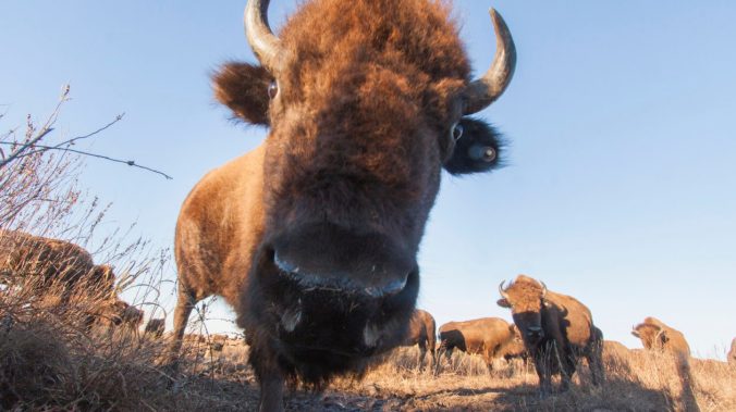 Bison trigger a camera trap set up on the prairie at The Nature Conservancy's Tallgrass Prairie Preserve in Pawhuska, Oklahoma. These behemoths are known as key grassland ecosystem engineers. Their grazing patterns play a key role in growing plant diversi