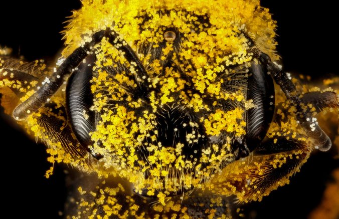 02beesproject-pollen-jumbo.jpg