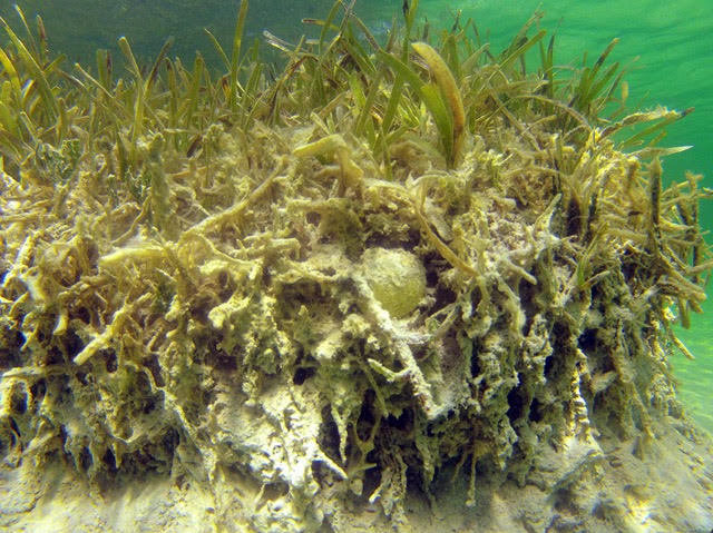 09tb-lobsters2-jumbo