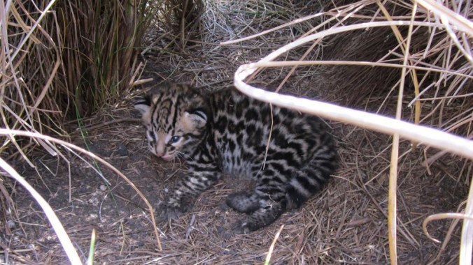 3-week-old-male-kitten-at-den-site-Laguna-Atscosa-NWR.jpg
