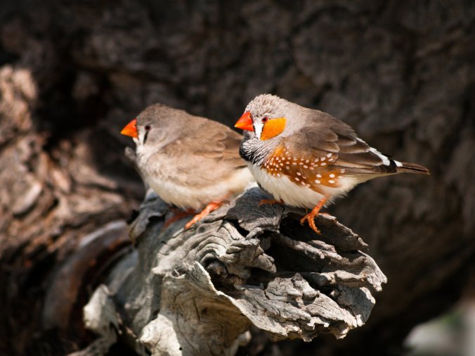 gettyimages-584502287-2f5c9a0e7238bdb537e001579aa364e2b708aad2-s1100-c85