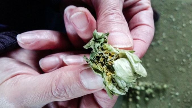 hops_wide-d79a830a1be1de6c8b818c90c577a0ca779d620f-s1100-c85