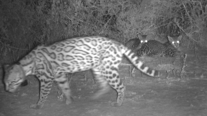 mother-ocelot-and-two-kittens-on-yturria-conservation-easement