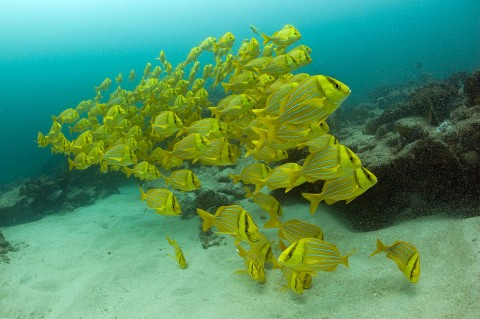 octavioaburto_35_cabopulmo-480x319